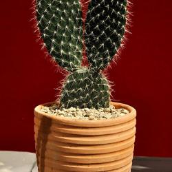 Ein Kaktus braucht nicht viel Wasser. Für eher wenige Menschen ist er eine wirklich gut passende Zimmerpflanze.