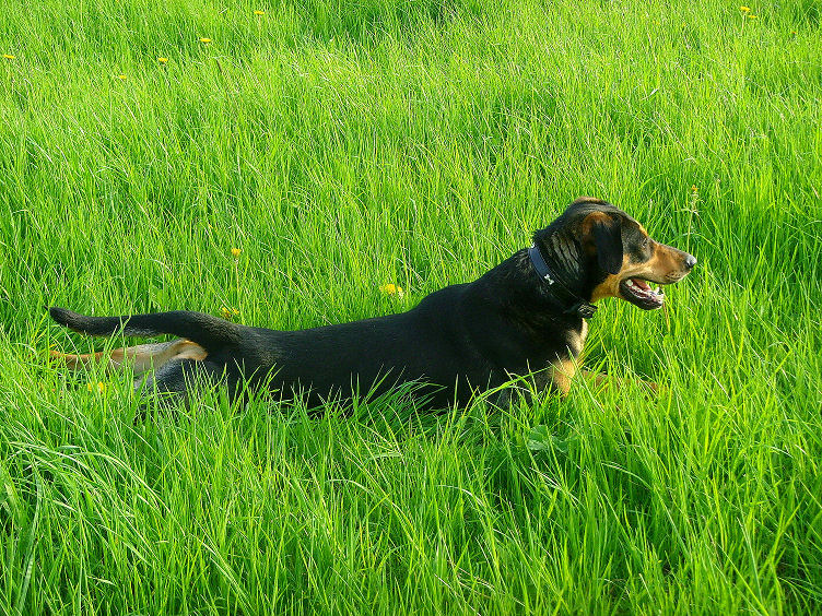 Hund auf Rasen tollend