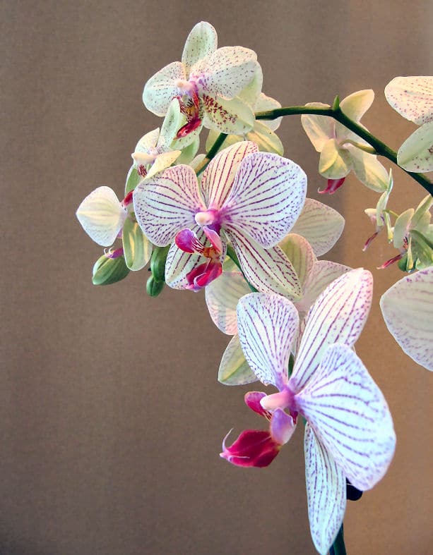 gestreifte Orchideen-blüte