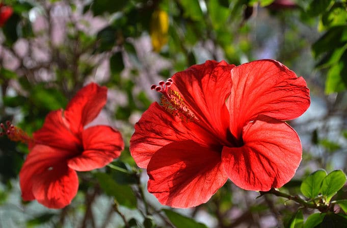 Pflegeleichte Zimmerpflanzen - Roter Hibiskus