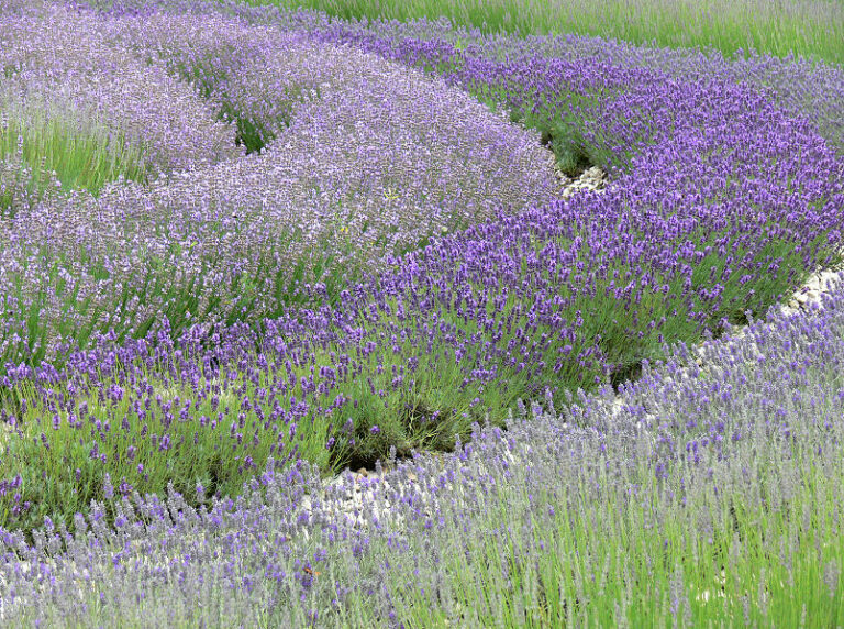 Üppige Lavendel-Wiese