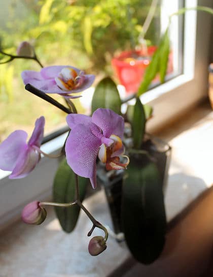 Zimmerpflanze Orchidee am Fenster