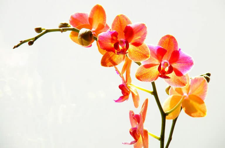 Orchideenblüte