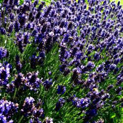 Dicht und kräftig wachsender Lavendel-Strauch