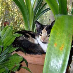 Katze in der Clivie - hm ... hoffentlch weiß sie, was sie da tut