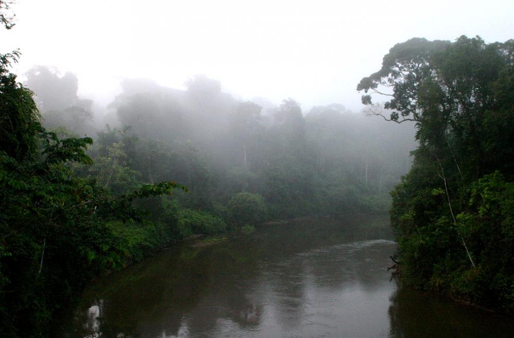 Tropischer Regenwald - die Heimat der Orchideen