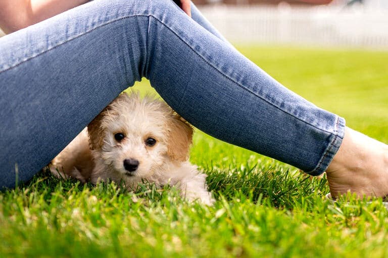 Einen Hund halten kann viel Freude machen.