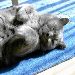 Flecken im Teppich - mit Katze sehr wahrscheinlich