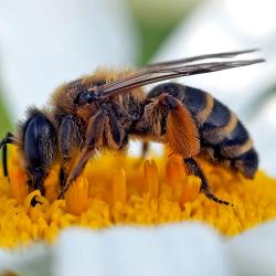 Fleißiges Bienchen bei der Arbeit