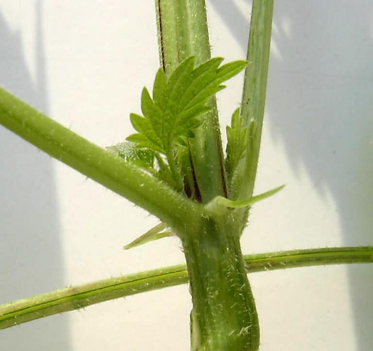 Für eine nachhaltige Gartengestaltung ist die Brennnessel fast unverzichtbar.