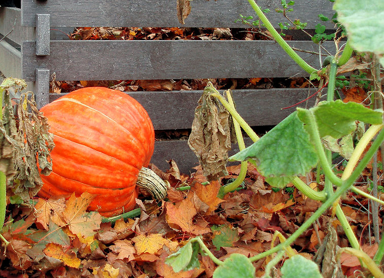 Auch der Kürbis gehört klassischerweise in einen nachhaltig gehaltenen Garten. 