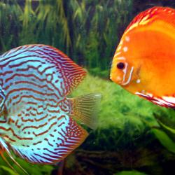 Fische fürs Aquarium - zwei Diskusfische