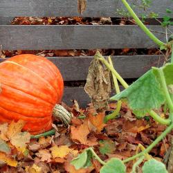 Nachhaltige Gartengestaltung: Kompost anlegen und einen Kürbis gleich dazu pflanzen