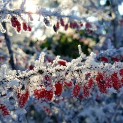 rote Beeren im winterlichen Garten