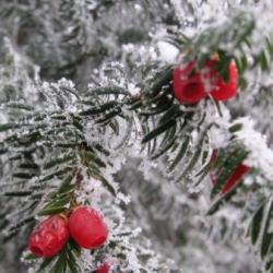 Überwinterung Pflanzen im Garten