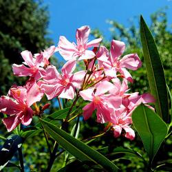 Oleander - Blüte