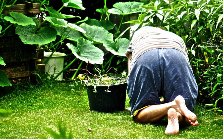 Pflegeleichter Garten oder Garten, der viel Arbeit macht?