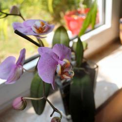 Zimmerpflanzen pflegen - Orchidee