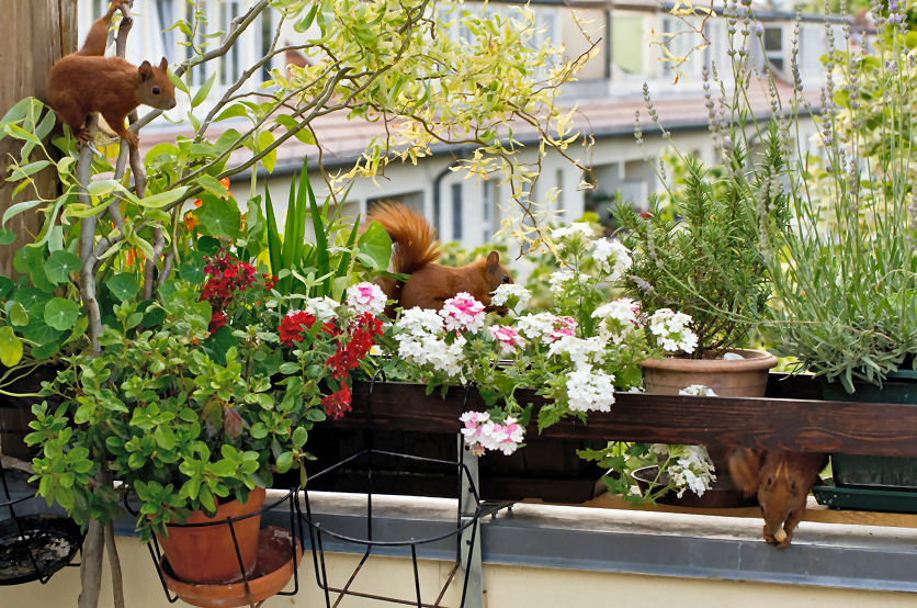 Eichhörnchen auf seinem Balkon - hat doch auch was