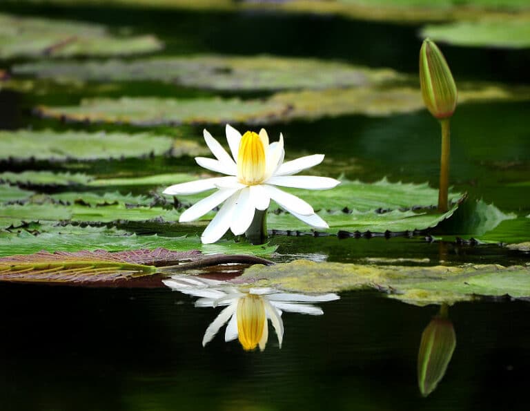 Mini-Teich mit Seerose