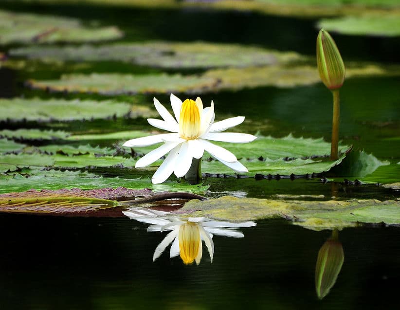 Mini-Teich mit Seerose 