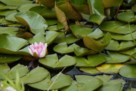 Gartenteich mit Seerose