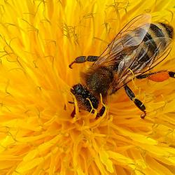 Eine Honigbiene im Pollenrausch