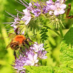 Bienenweide