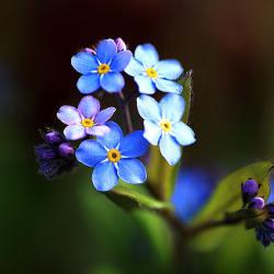Vergissmeinnicht - kleine Blume im Frühling