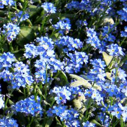 Vergissmeinnicht - kleine zarte Blüten, die auch gut im Schatten gedeihen