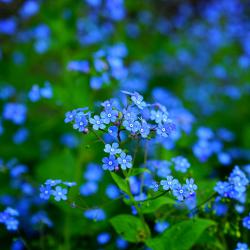 Vergissmeinnicht - das blaue Blümchen