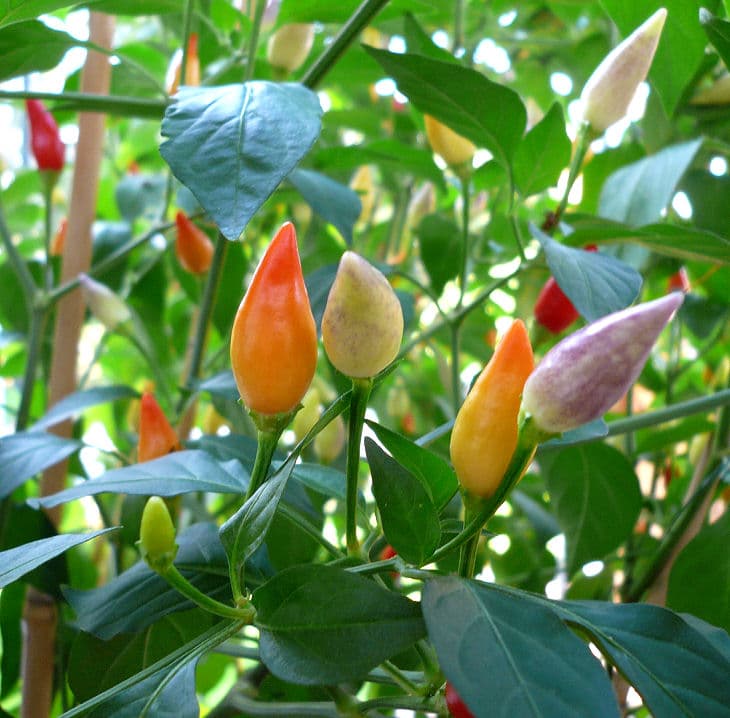 Chili Pflanze in der eigenen Wohnung anbauen