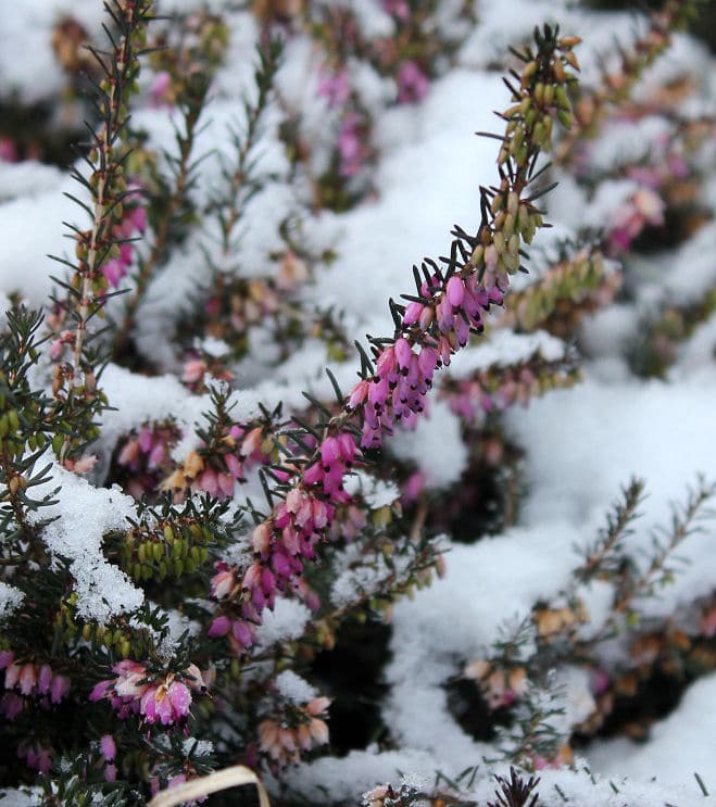 Erika im Schnee