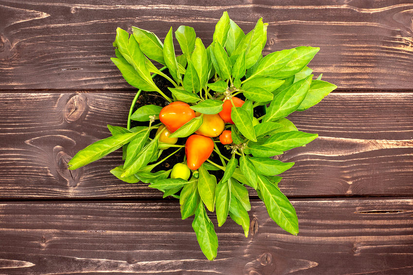 Paprika Gemüse in der Wohnung anbauen