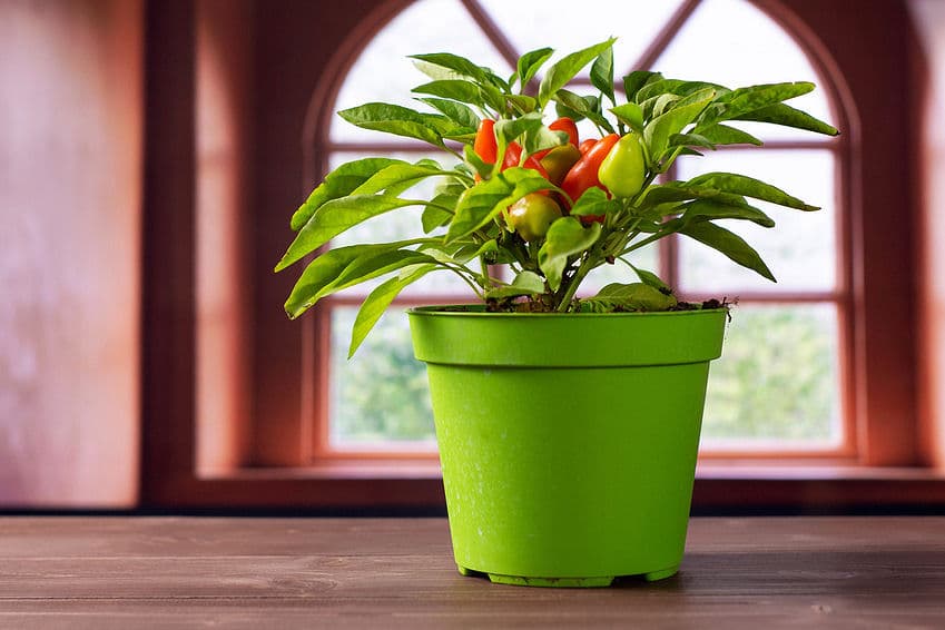 Paprika Gemüse in der eigenen Wohnung anbauen