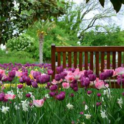 Wann pflanzt man Tulpen und andere Frühblüher