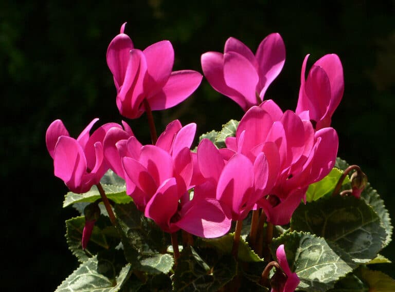 Das Alpenveilchen, Cyclamen persicum, im Topf