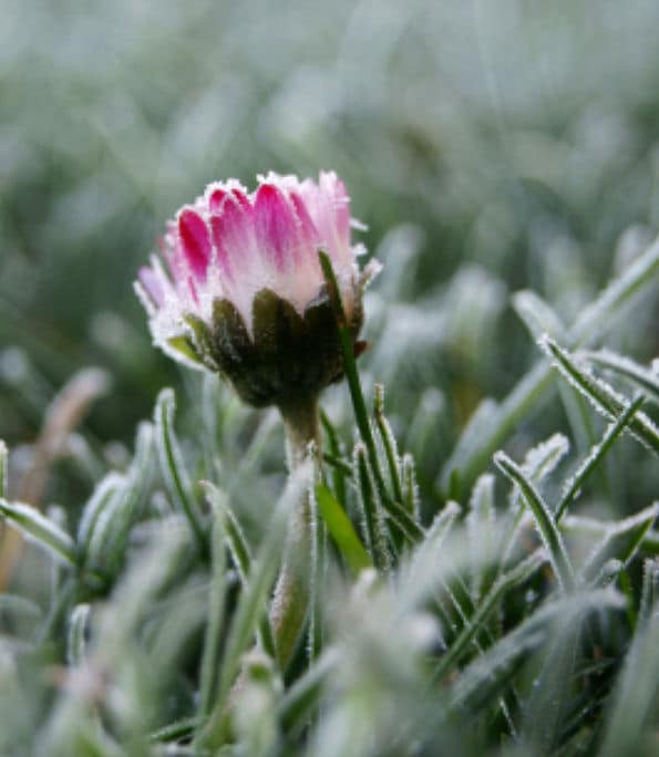 Den Garten winterfest machen sobald es Frost wird