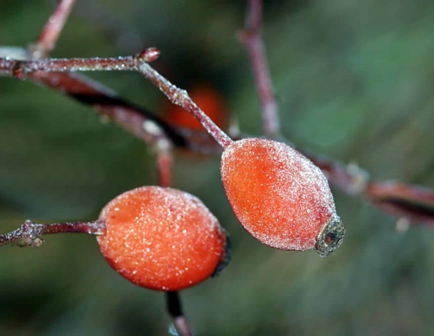 Den Garten winterfest machen 