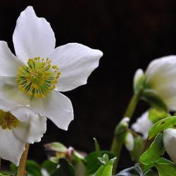 Die weiße Christrose