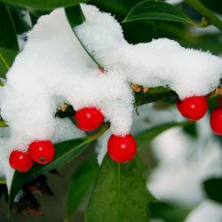 Immergrüne Pflanzen: Kirschlorbeer im Schnee