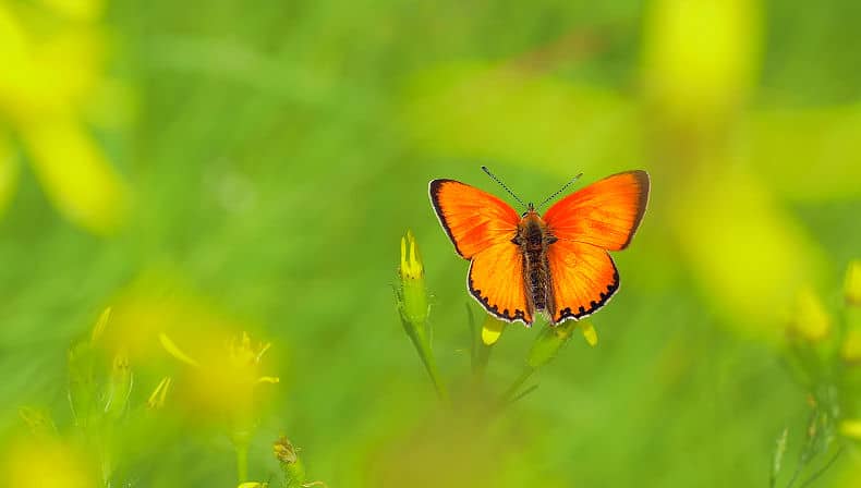 Einheimische Schmetterlinge: Dukatenfalter