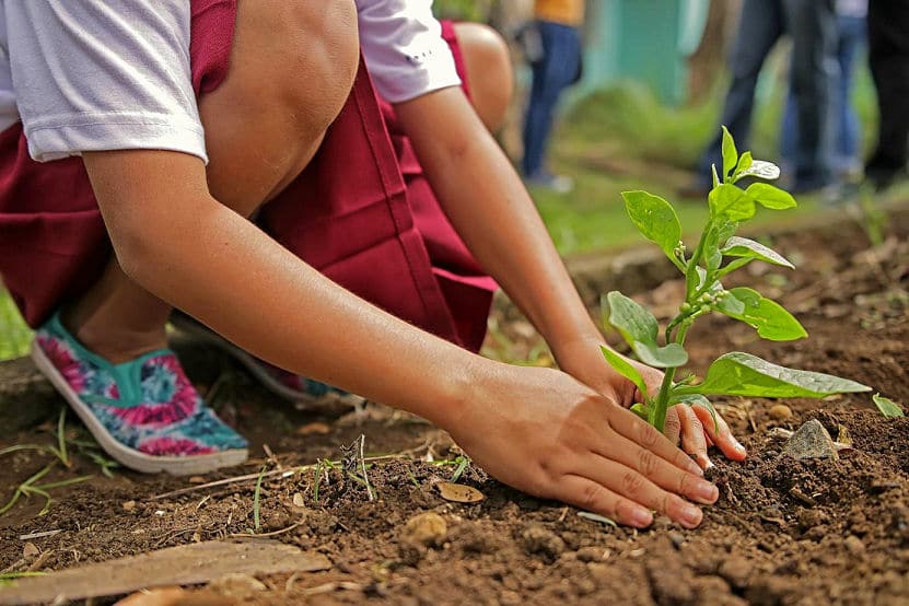 Manchmal gibt es die Möglichkeit, einen großen Nutzgarten gemeinsam zu bewirtschaften. Sowohl Kindergärten als auch Schulen freuen sich, wenn sie Gartenflächen gut erreichen. Größe Flächen könnten über das Konzept der Solidarischen Landwirtschaft bewirtschaftet werden.