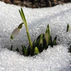 Schneeglöckchen Geschichten vom Frühling, der nun bald kommt