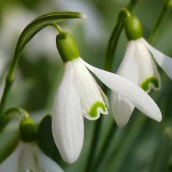 Schneeglöckchen sind zarte Pflanzen, aber doch beeindruckende Kraftwerke