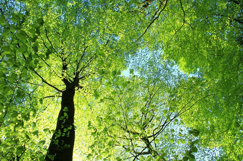 Licht und Schatten spenden lichte Bäume wie Birken