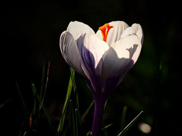 Licht und Schatten Spiel im Garten