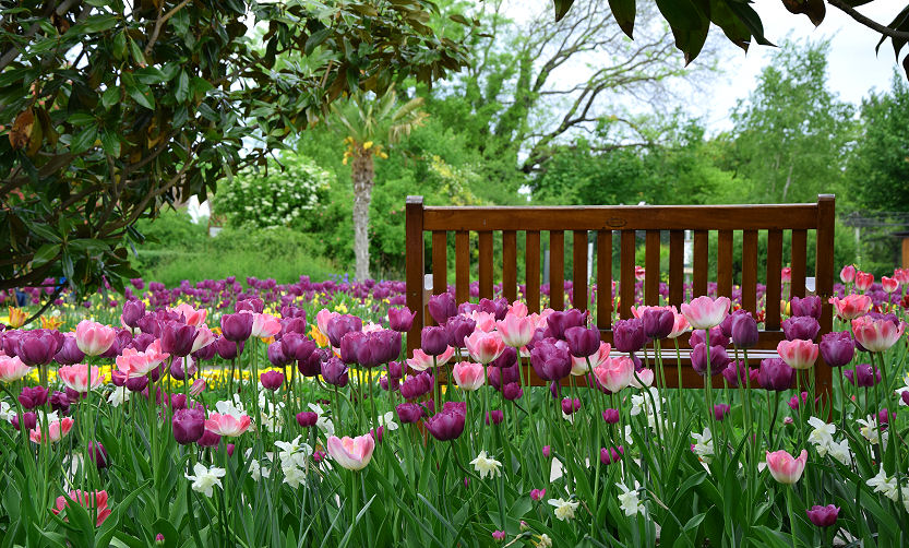 Die Tulpen Pflege bei solch einer Tulpen-Wiese ist denn doch recht aufwändig.