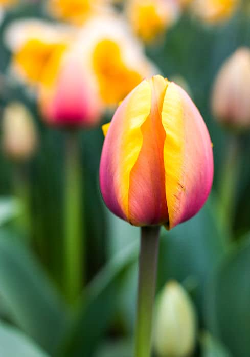 Sorgfältige Tulpen Pflege lohnt sich - auf jeden Fall bei besonders schönen Exemplaren
