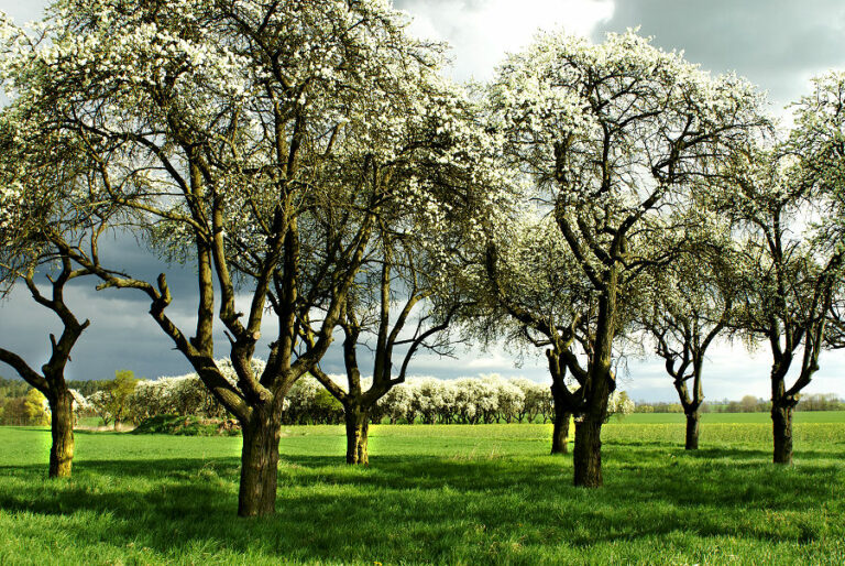 Im Frühling summt die Zwetschgenplantage